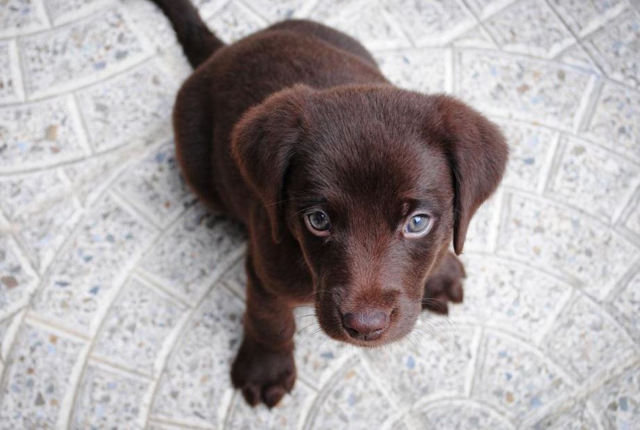 New Addition? Tips For Socializing A Shy Puppy