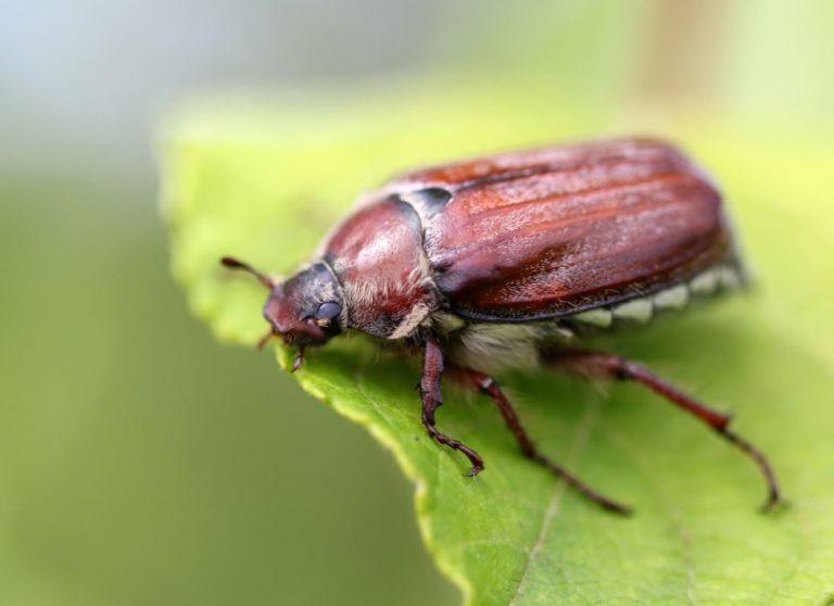 Creepy Crawlers How To Eliminate Bugs and Other Pests from Your Garden