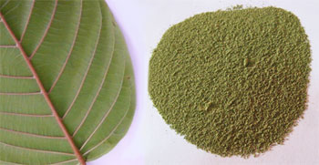 Green Vein Kratom - The Balanced Strain Because Of Its Energizing And Relaxing Effects