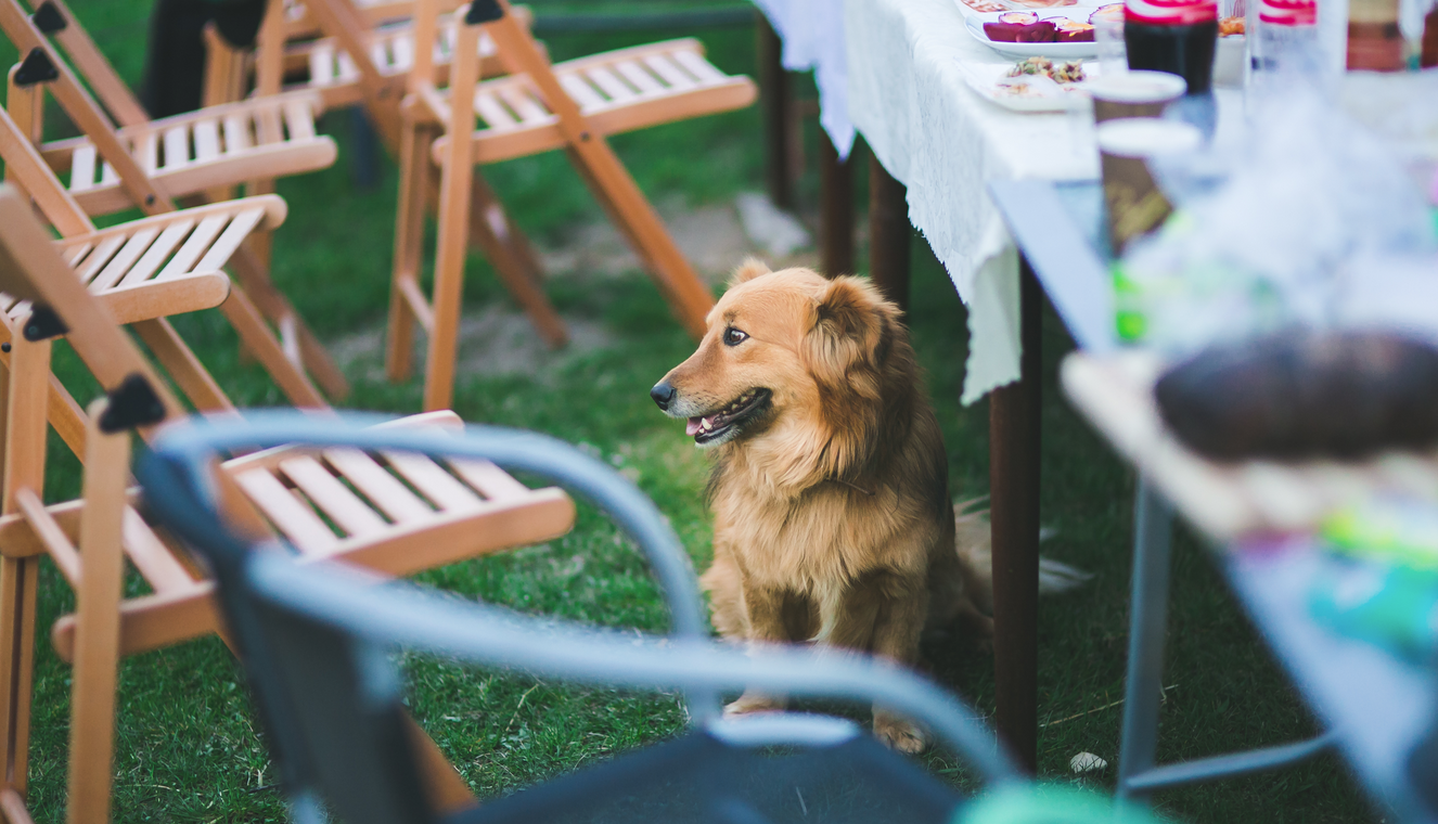 6 Tips For A Sensational Summer Yard Party