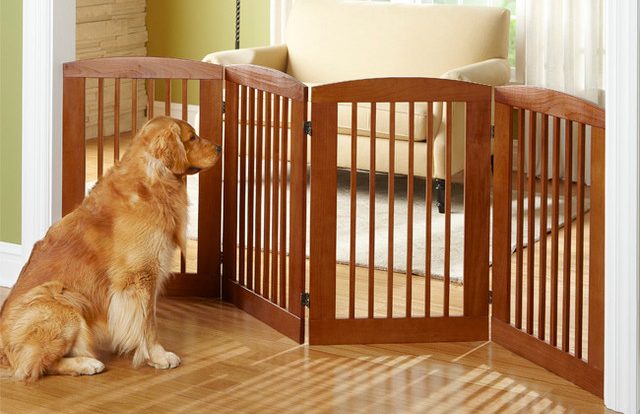Dog Proofing A Home