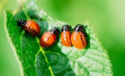How To Keep Unwanted Pests Out Of Your Garden