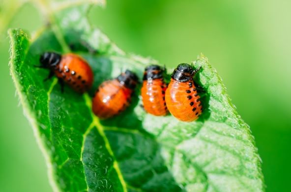 How To Keep Unwanted Pests Out Of Your Garden
