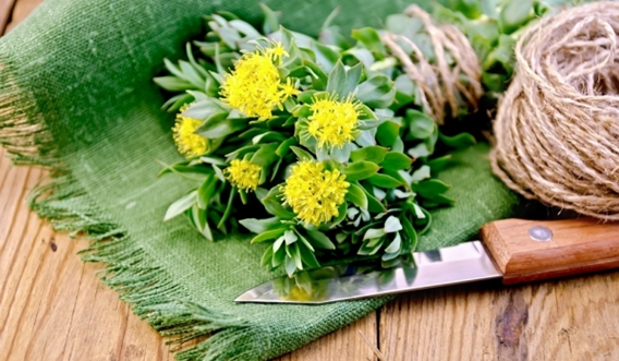 Traditional Uses Of Rhodiola