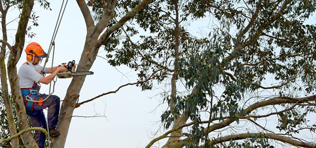 Tree Surgeons Taken Care Of Tree Maintenance And Clearance