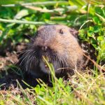 Repel The Rodents: 6 Tips To Protecting Your Yard From Pests