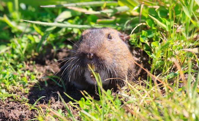 Repel The Rodents: 6 Tips To Protecting Your Yard From Pests