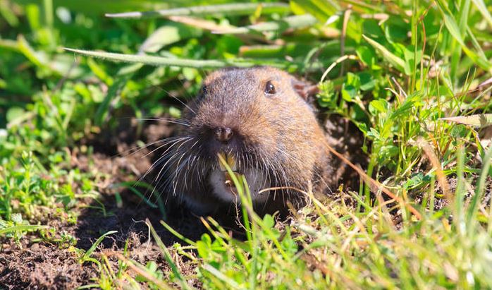 Repel The Rodents: 6 Tips To Protecting Your Yard From Pests