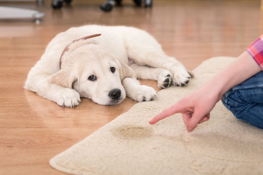 Pet Stains - Do They Ruin Carpet For Good