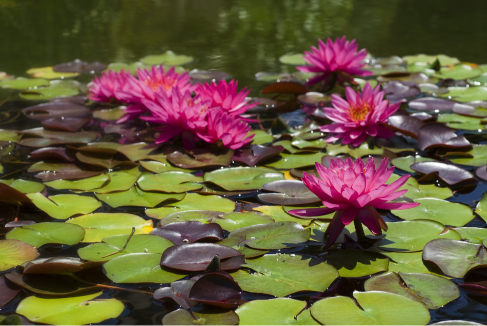 Garden Tours Blossom In Popularity Worldwide