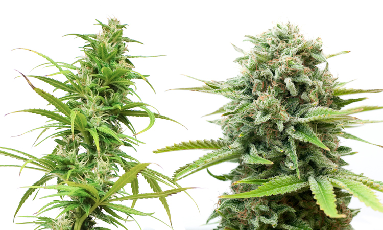 What is Indica?