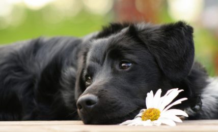 How To Remember Your Deceased Pet and How To Let Go