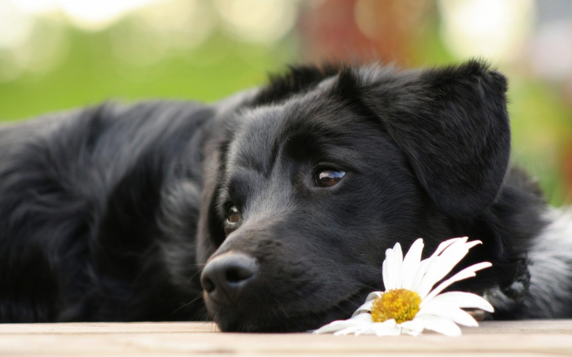 How To Remember Your Deceased Pet and How To Let Go