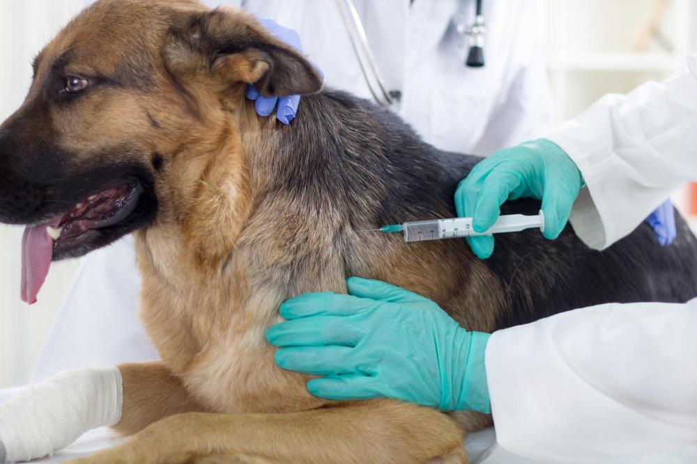 7 Benefits Of Preventive Vaccinations For Your Pet