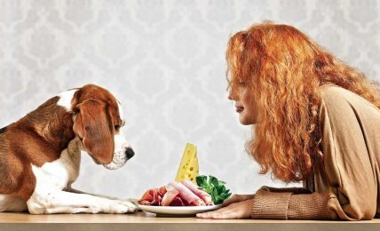 How To Choose The Perfect Pet Food
