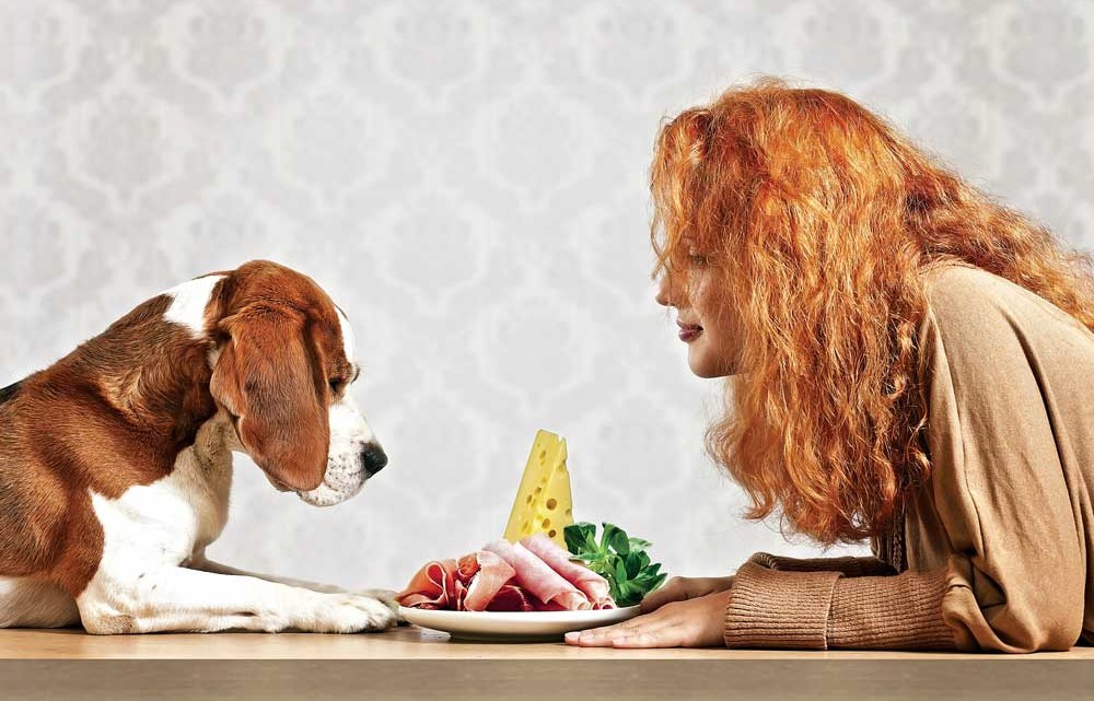 How To Choose The Perfect Pet Food