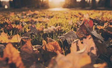 The Art Of Landscaping: How To Take Care Of Your Yard This Fall