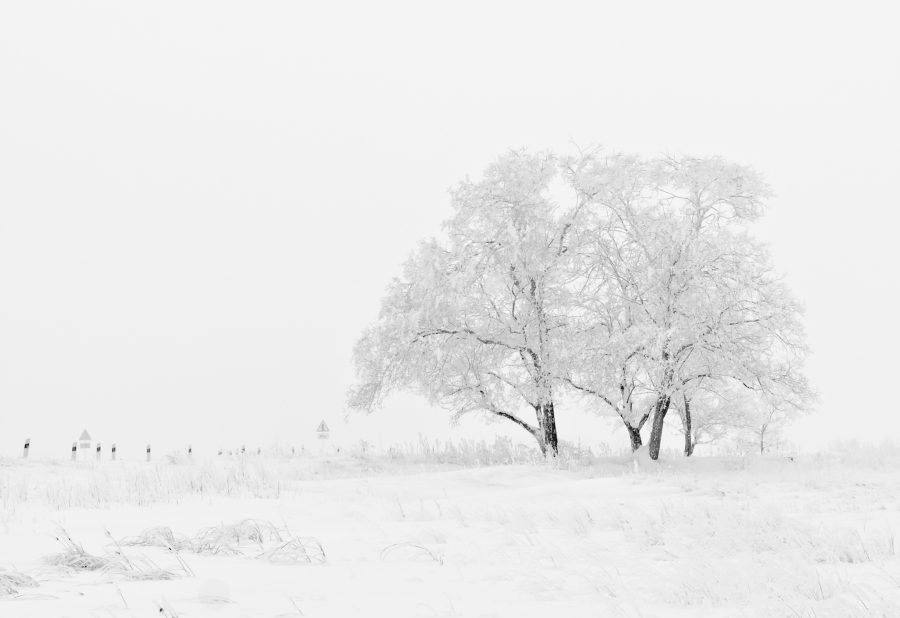 Winter Bucket List: Top Snow Activities You Should Try At Least Once