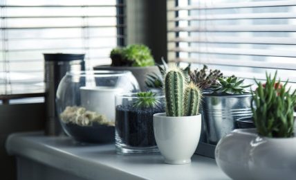 Sunlight, So Bright: How Lights Help Your Indoor Plants To Stay Healthy