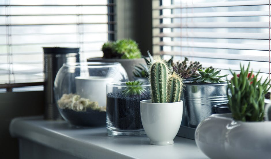 Sunlight, So Bright: How Lights Help Your Indoor Plants To Stay Healthy