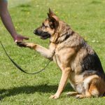 Dog Training: The Necessity Of Every Dog Owner
