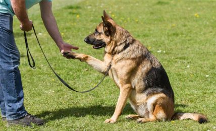 Dog Training: The Necessity Of Every Dog Owner