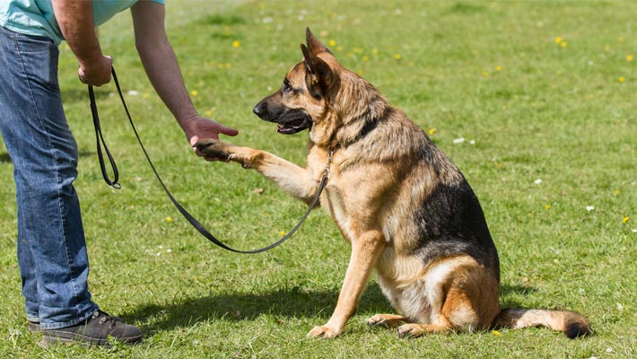 Dog Training: The Necessity Of Every Dog Owner