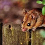 Home Infestations: How to Keep Dangerous Pests out of Your Home