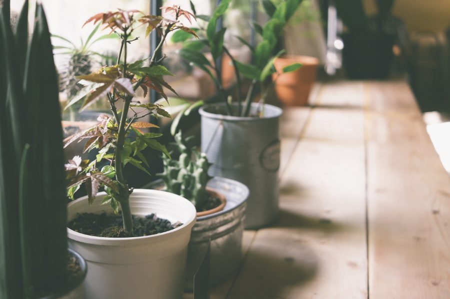 Why Do You Need Houseplants In Your Home?