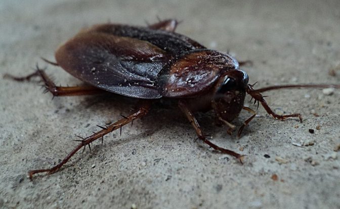 DIY Roach Removal: How To Make Your Efforts Effective