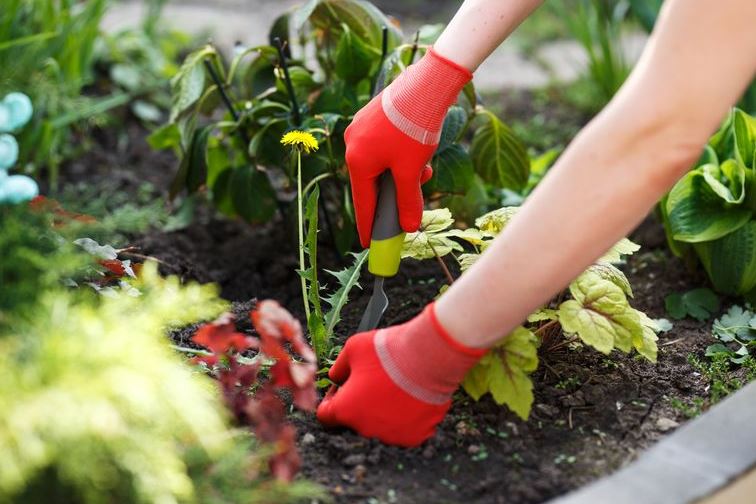 Protecting Your Summer Garden: 4 Ways To Keep Pests Out Of Your Crops